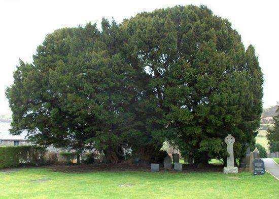 盘点世界上寿命最长的十颗“树神”每一颗都有上千年树龄！