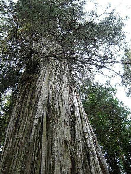 盘点世界上寿命最长的十颗“树神”每一颗都有上千年树龄！