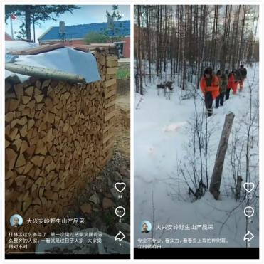 林区深处有许多特产，大兴安岭走红火山小视频