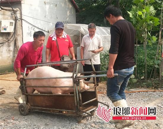 郯城农民：自繁自养“外三元”一头多卖几百元