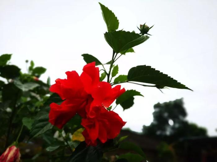 种户外的扶桑花能长多好，四季都有花朵观赏，满树枝都是花朵