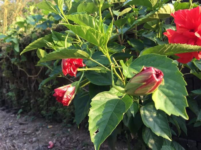 种户外的扶桑花能长多好，四季都有花朵观赏，满树枝都是花朵