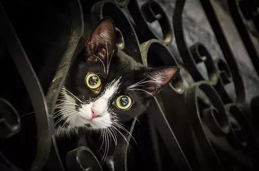 猫咪能一直养在笼子里吗？看上去是保护，其实是在“慢性虐猫”！
