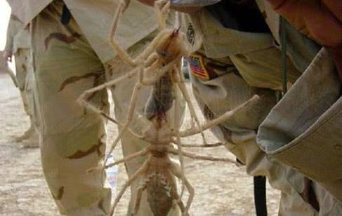 “巨骆驼蜘蛛”曾让美军大兵惧它三分，太可怕了！