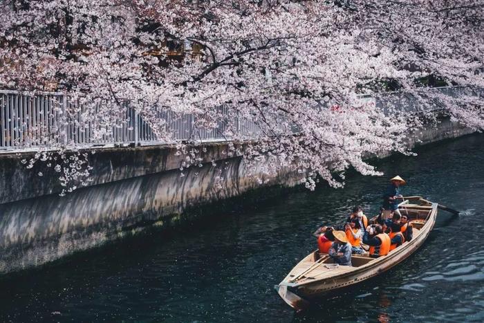 灿烂的樱花与绚丽的东京铁塔，保井崇志镜头下的日本街头文化