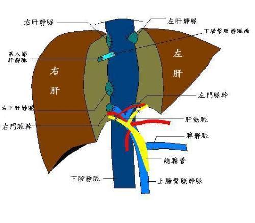 缓解肝区不适，乙肝小三阳切忌过饱，采取胸式呼吸减轻腹压