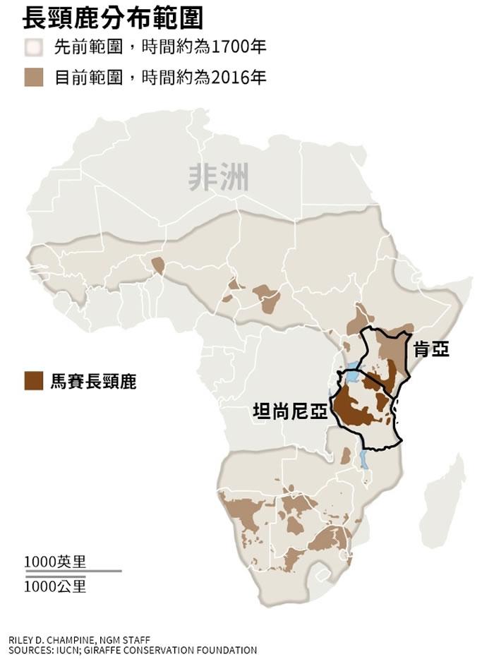 栖息于肯尼亚与坦桑尼亚的“马赛长颈鹿”濒临灭绝