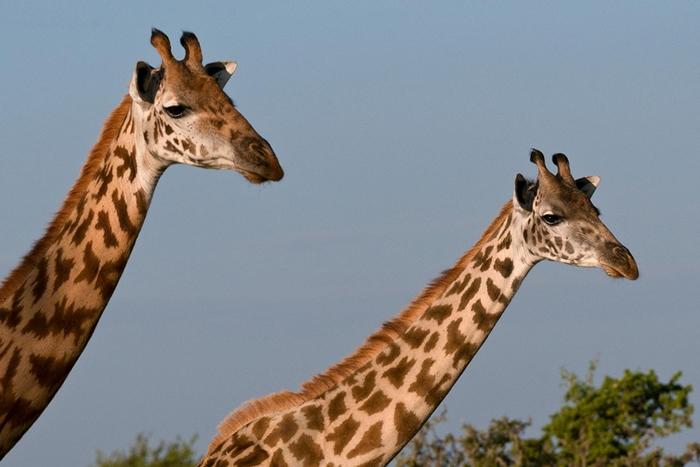 栖息于肯尼亚与坦桑尼亚的“马赛长颈鹿”濒临灭绝