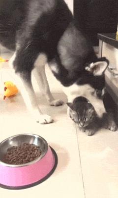 哈士奇发现狗粮被猫咪偷吃，下一秒差点把猫咬成内伤，崩溃了！