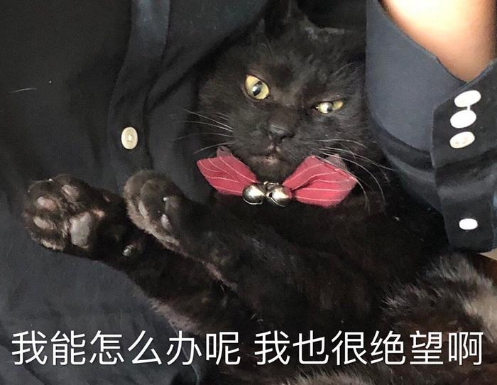 黑猫只在国内不受待见？美国有大约13%的人曾表示不会收养它们