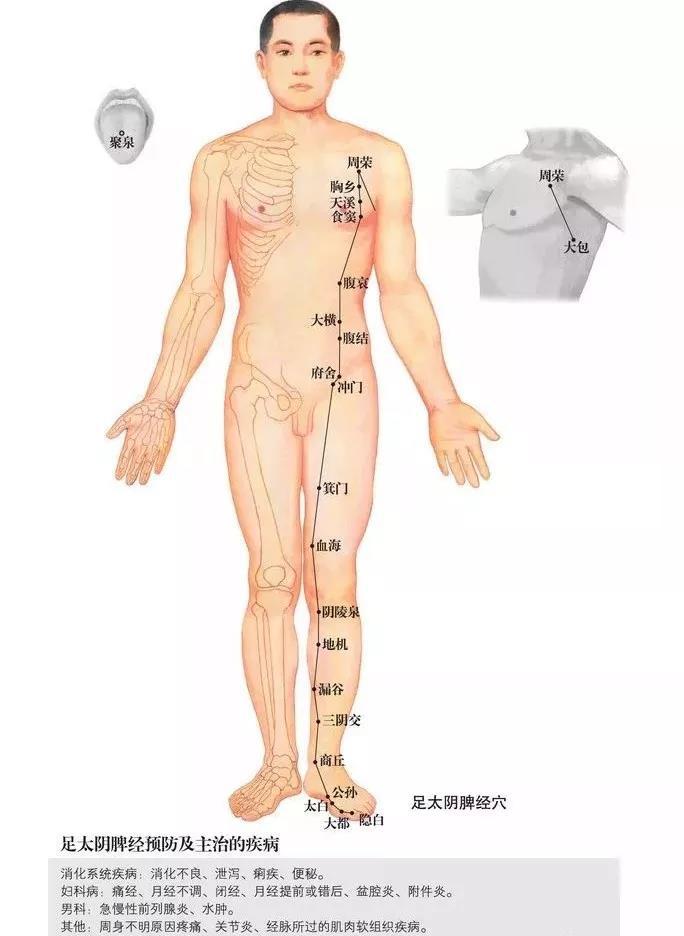 防病秘籍！脾经畅通——重病、急病、怪病难上身