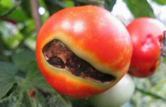 种植番茄常见的一种病害：脐部凹陷腐烂且有霉层，提前预防很关键