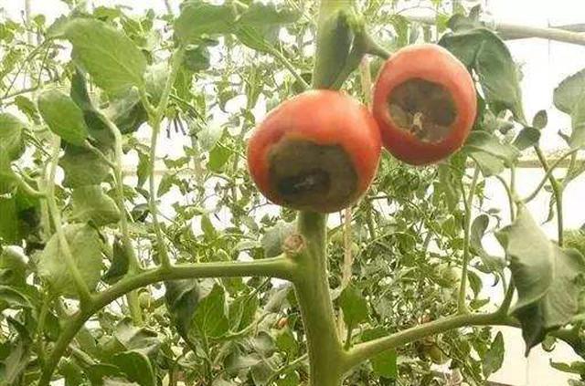 种植番茄常见的一种病害：脐部凹陷腐烂且有霉层，提前预防很关键