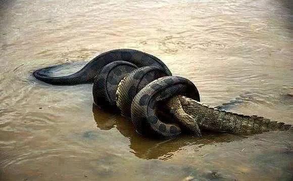 世上最大蛇类亚马逊森蚺，最长的网纹蟒，哪个对人类威胁更大些？