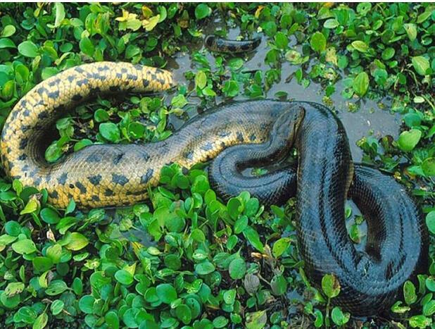 世上最大蛇类亚马逊森蚺，最长的网纹蟒，哪个对人类威胁更大些？