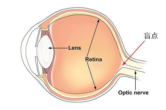 颠倒的视网膜，在全人类的眼球中留下了一个低端BUG