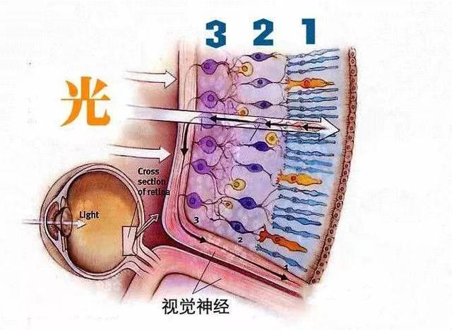 颠倒的视网膜，在全人类的眼球中留下了一个低端BUG