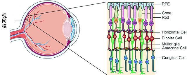 颠倒的视网膜，在全人类的眼球中留下了一个低端BUG