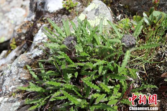 早安山东丨暴雨红色预警！全省有雨沿海巨浪 山东台多路记者奔赴一线直播雨情