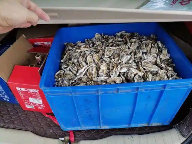 台风过后的青岛海边，捡海蛎子的市民一麻袋一麻袋的往家运