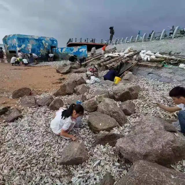 台风过后的青岛海边，捡海蛎子的市民一麻袋一麻袋的往家运