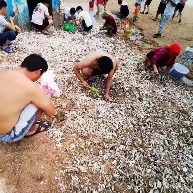 台风过后的青岛海边，捡海蛎子的市民一麻袋一麻袋的往家运