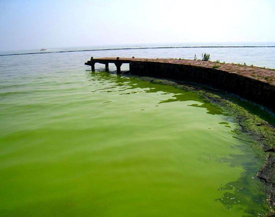 中科大针对巢湖水华治理进行攻关，如今找到蓝藻的“天敌”