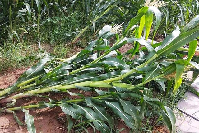 大雨让旱情解除，但狂风却让玉米倒伏，农民：倒伏的玉米扶不扶？