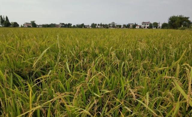 水稻出现严重减产，如何鉴别是否为水稻种子质量问题？