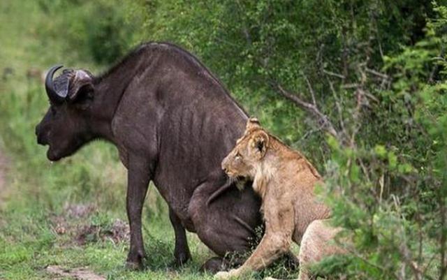 母狮碰到水牛兴高采烈以为是顿大餐，猜中了开头没猜中结尾，心酸