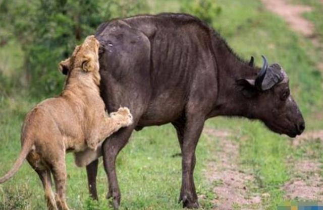 母狮碰到水牛兴高采烈以为是顿大餐，猜中了开头没猜中结尾，心酸