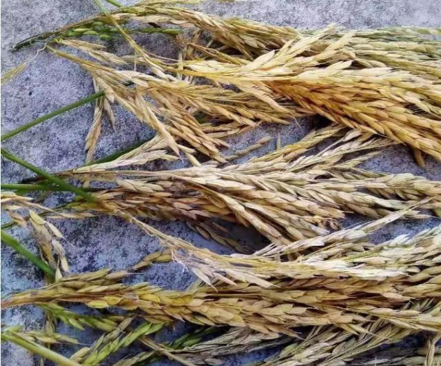 水稻出现严重减产，如何鉴别是否为水稻种子质量问题？