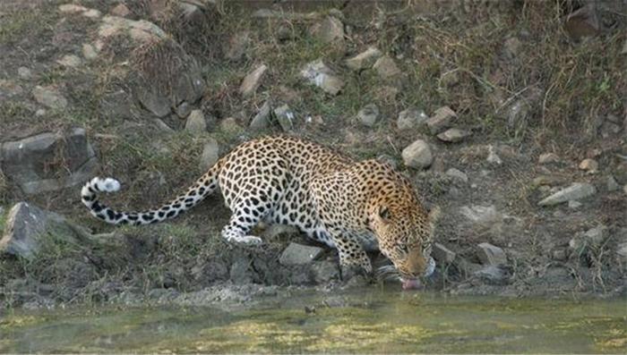 花豹在山坡上看到疣猪在水边喝水，不攻击反而趴在一旁，咋回事