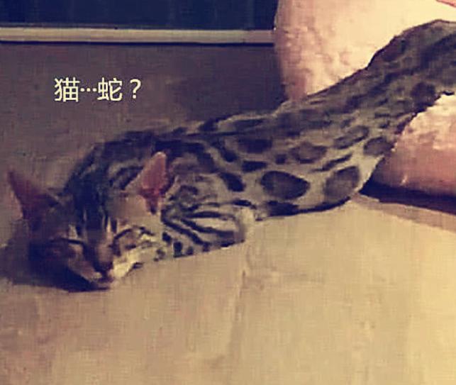 女孩半夜上厕所，发现猫窝里有一条“蟒蛇”，仔细一看笑喷