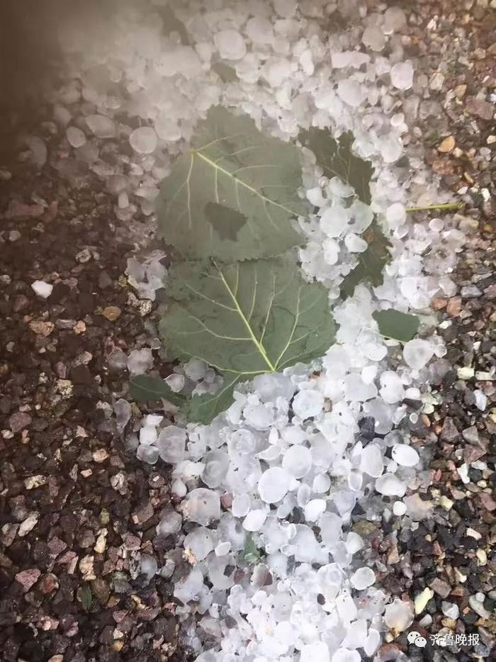 山东多地突降冰雹！大如鸽子蛋！树木庄稼惨遭袭击，墙面都被砸坏了