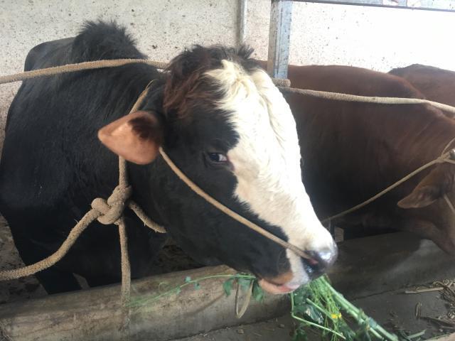 贵州省农科院育成蛋白饲料油菜 让牛羊吃上越冬营养餐