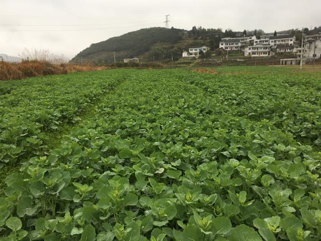 贵州省农科院育成蛋白饲料油菜 让牛羊吃上越冬营养餐