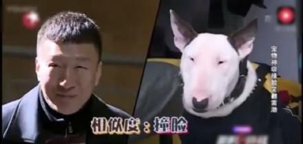 黄磊在《小欢喜》中调侃孙红雷像牛头梗，撞脸动物明星有很多