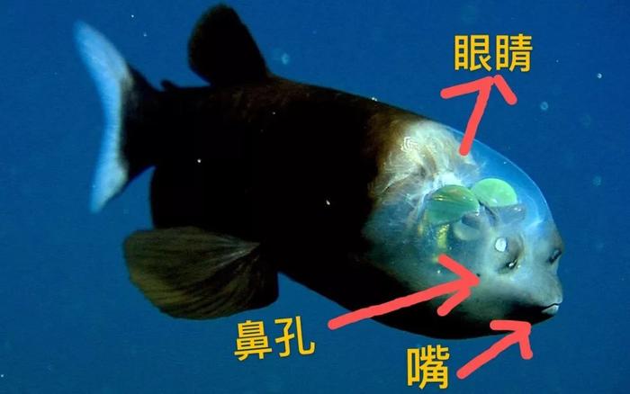 地球其实是外星人的鱼缸？不信你看这些海洋生物的长相