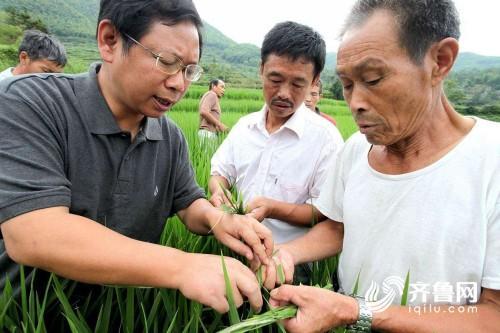 玉米、花生、大豆……潍坊市发布灾后生产管理技术指导意见