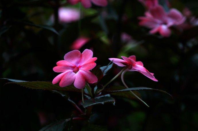 新几内亚凤仙花色丰富娇美，从春天到霜降花开不绝，适合小院种植