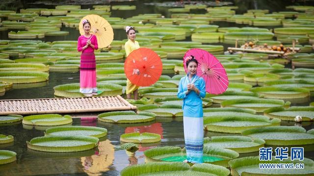 西双版纳“神奇植物”王莲：一叶当舟，凌波驭浪