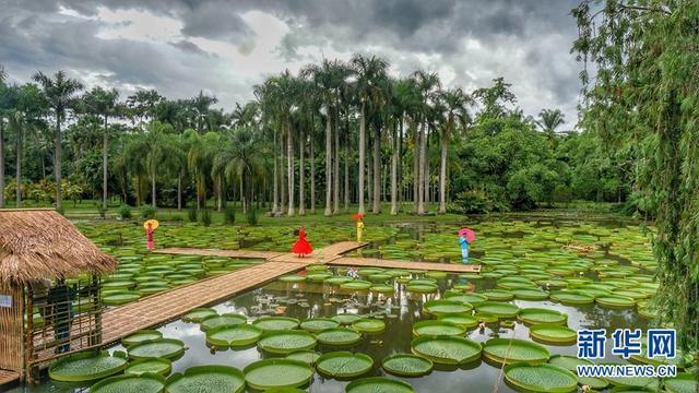 西双版纳“神奇植物”王莲：一叶当舟，凌波驭浪