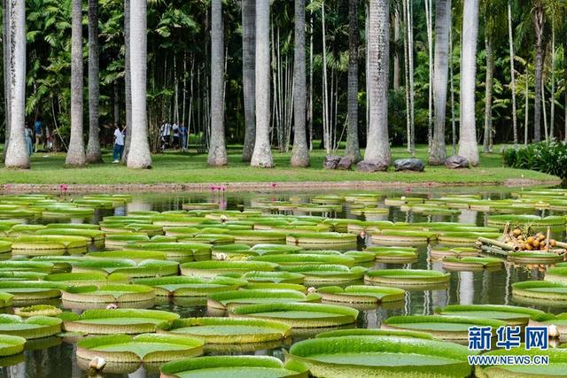 西双版纳“神奇植物”王莲：一叶当舟，凌波驭浪