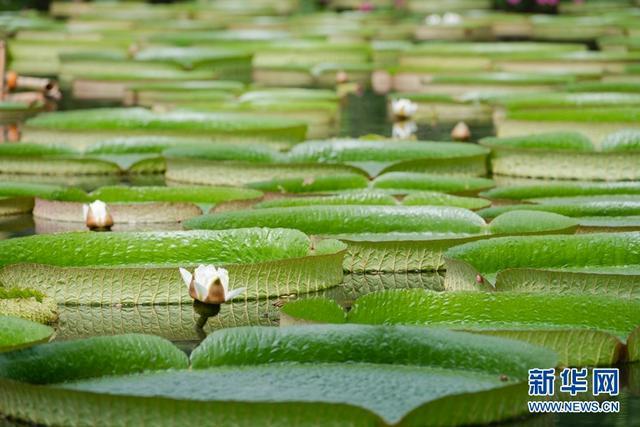 西双版纳“神奇植物”王莲：一叶当舟，凌波驭浪