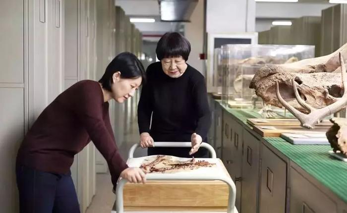 大美·中国女科学家 | 张弥曼：追寻“从鱼到人”的证据
