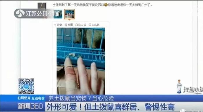 一见就想尖叫的土拨鼠，养只当宠物？疾控专家：小心，有危险！