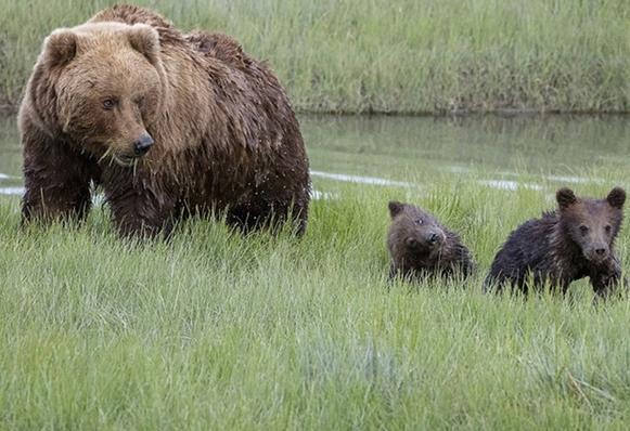 母棕熊带幼崽过河，下水后却迟迟不见幼崽跟来，扭头后一脸无奈