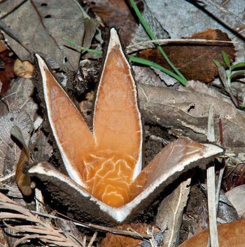 世界上最稀有的真菌——恶魔雪茄