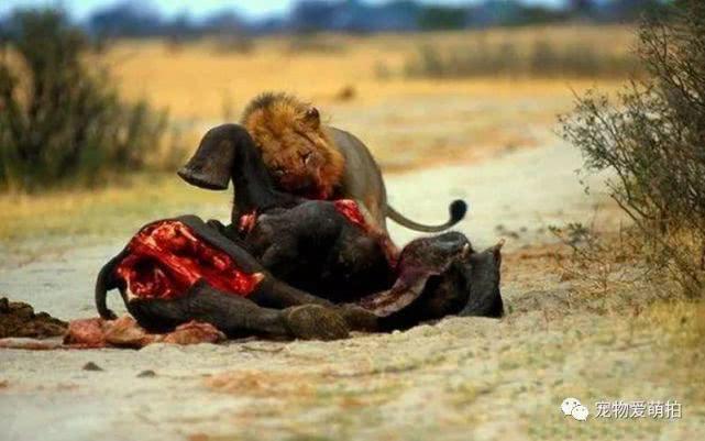 落单小象遭雄狮猎食，没跑几步就被咬死，再看时已经成这般模样